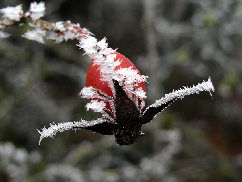 Anche in gennaio si fungheggia nel modenese